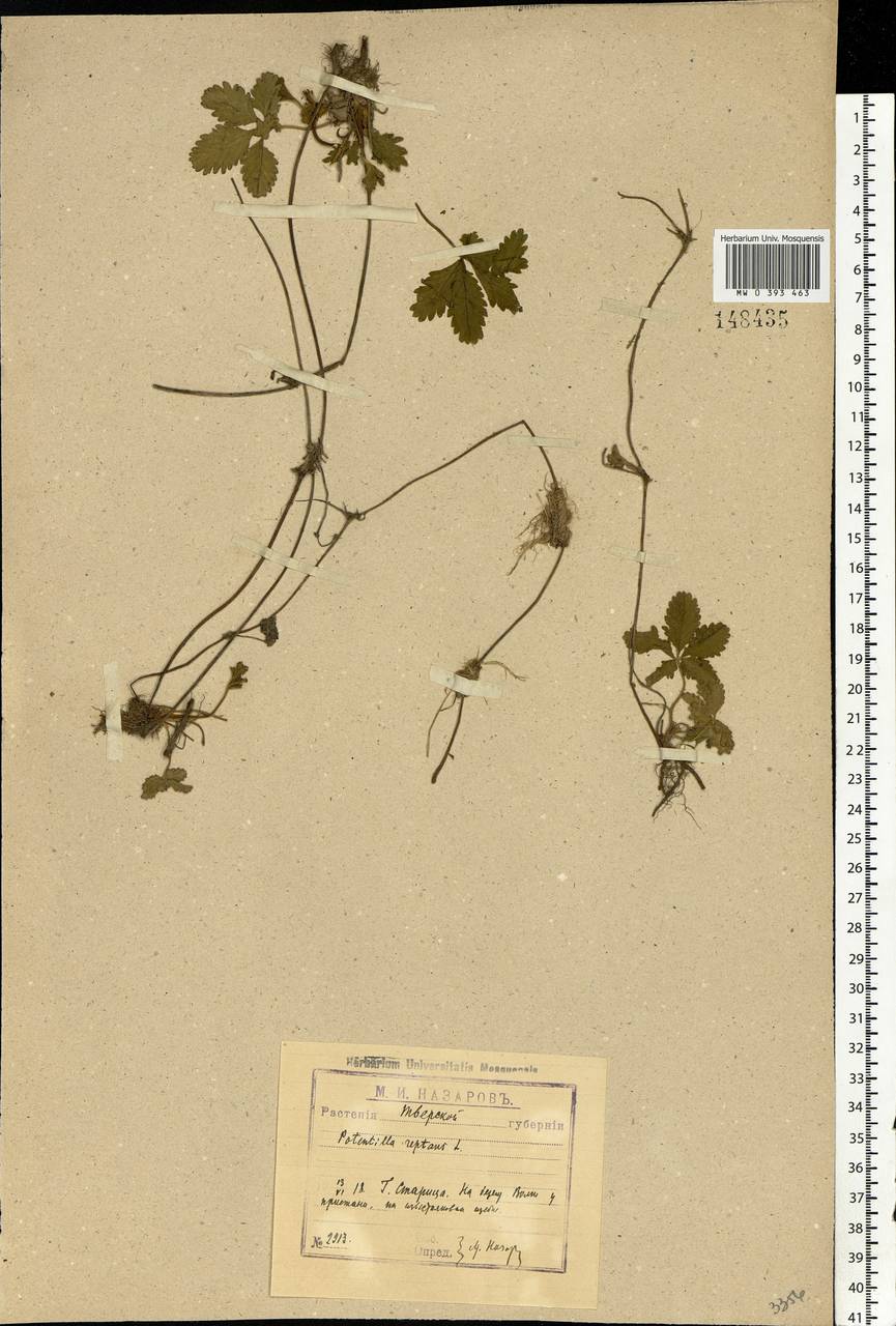 Potentilla reptans L., Eastern Europe, North-Western region (E2) (Russia)