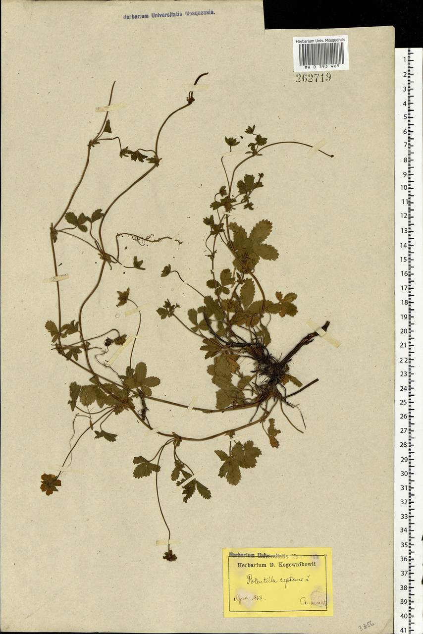 Potentilla reptans L., Eastern Europe, North-Western region (E2) (Russia)