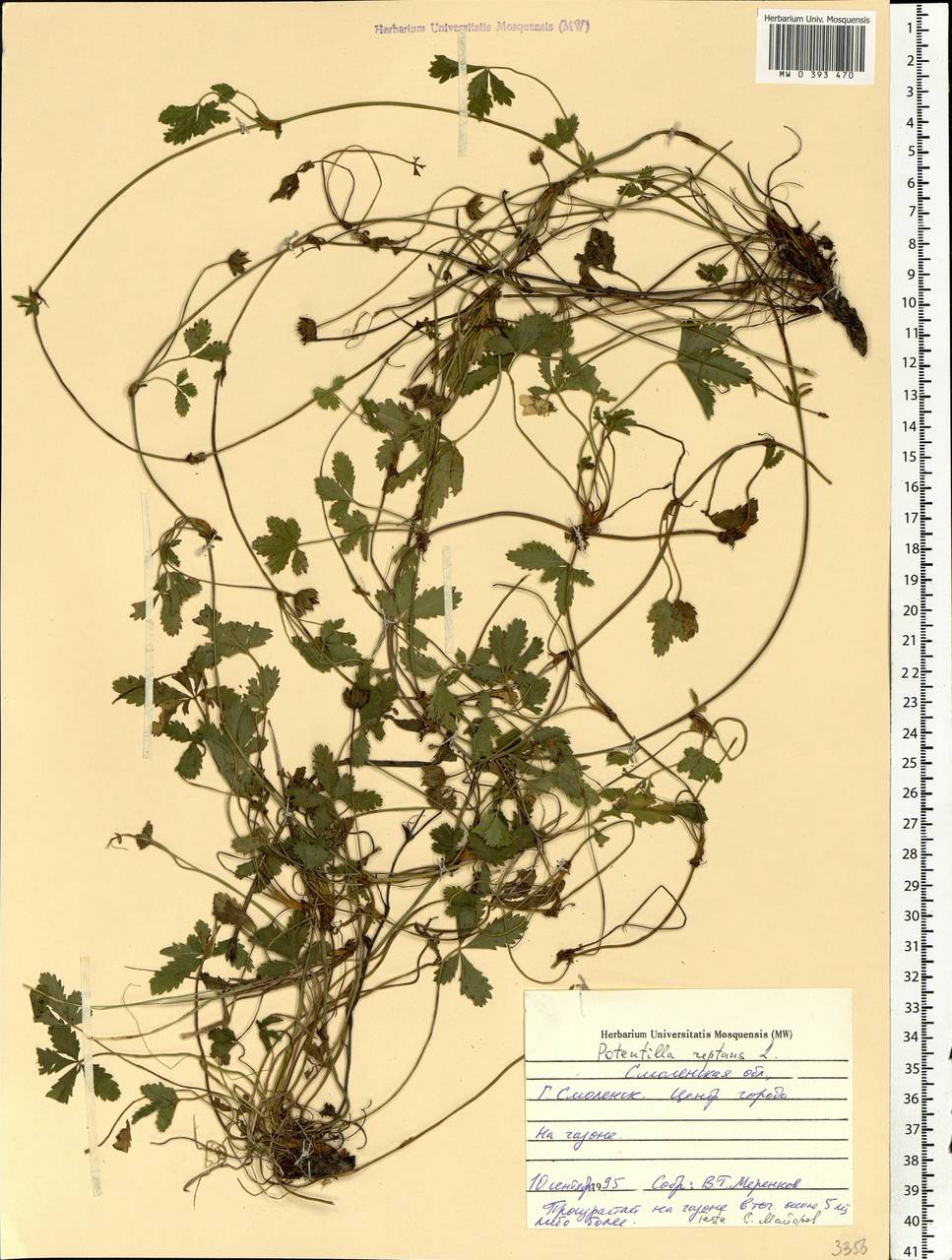 Potentilla reptans L., Eastern Europe, Western region (E3) (Russia)