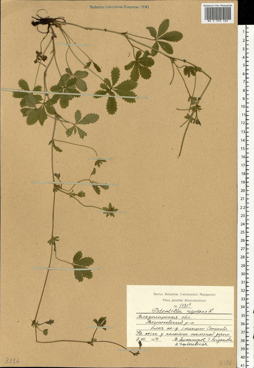Potentilla reptans L., Eastern Europe, Central region (E4) (Russia)