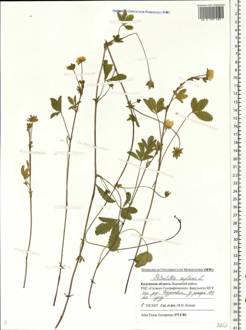 Potentilla reptans L., Eastern Europe, Central region (E4) (Russia)