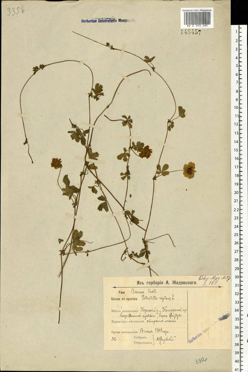 Potentilla reptans L., Eastern Europe, Central region (E4) (Russia)