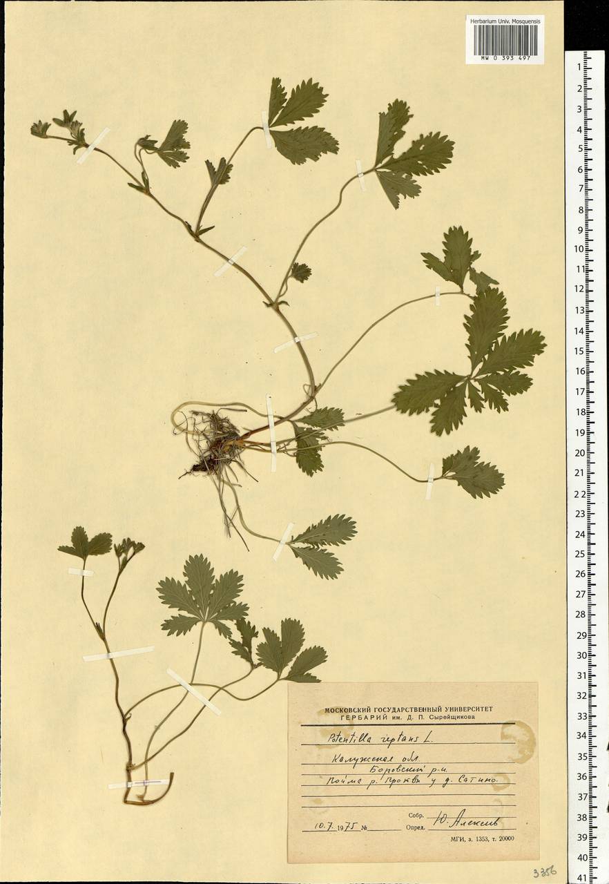 Potentilla reptans L., Eastern Europe, Central region (E4) (Russia)