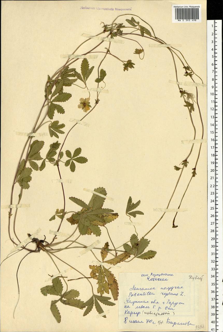 Potentilla reptans L., Eastern Europe, Central region (E4) (Russia)