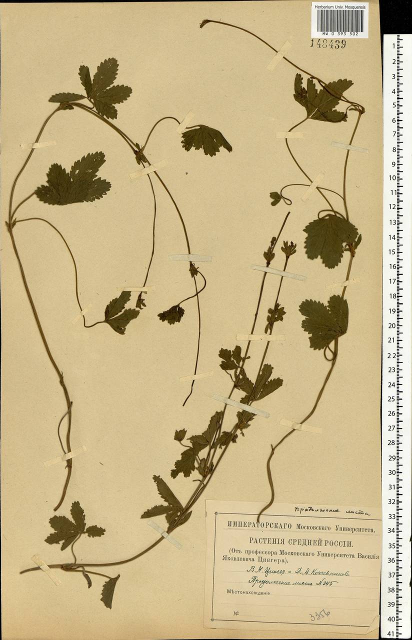 Potentilla reptans L., Eastern Europe, Central region (E4) (Russia)