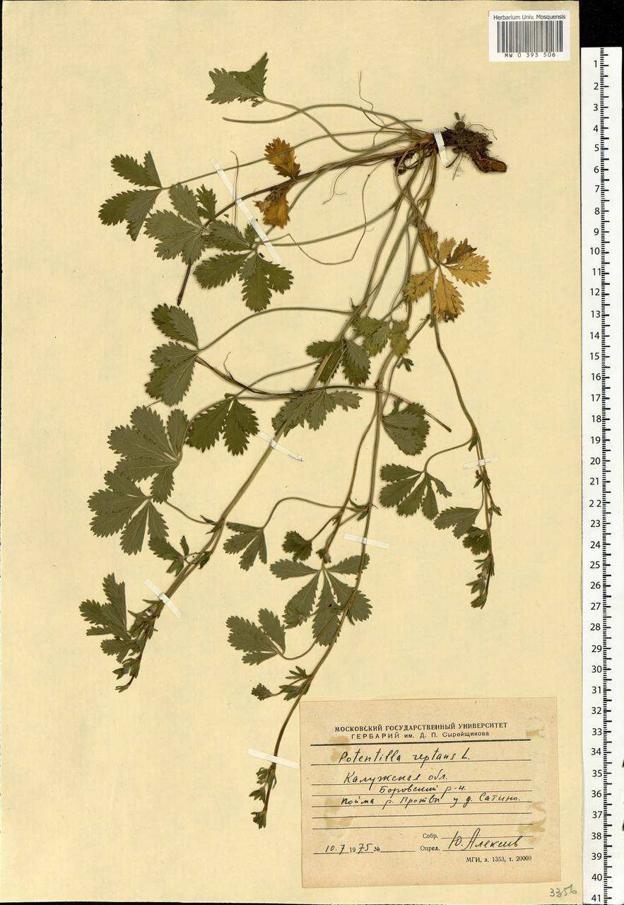 Potentilla reptans L., Eastern Europe, Central region (E4) (Russia)