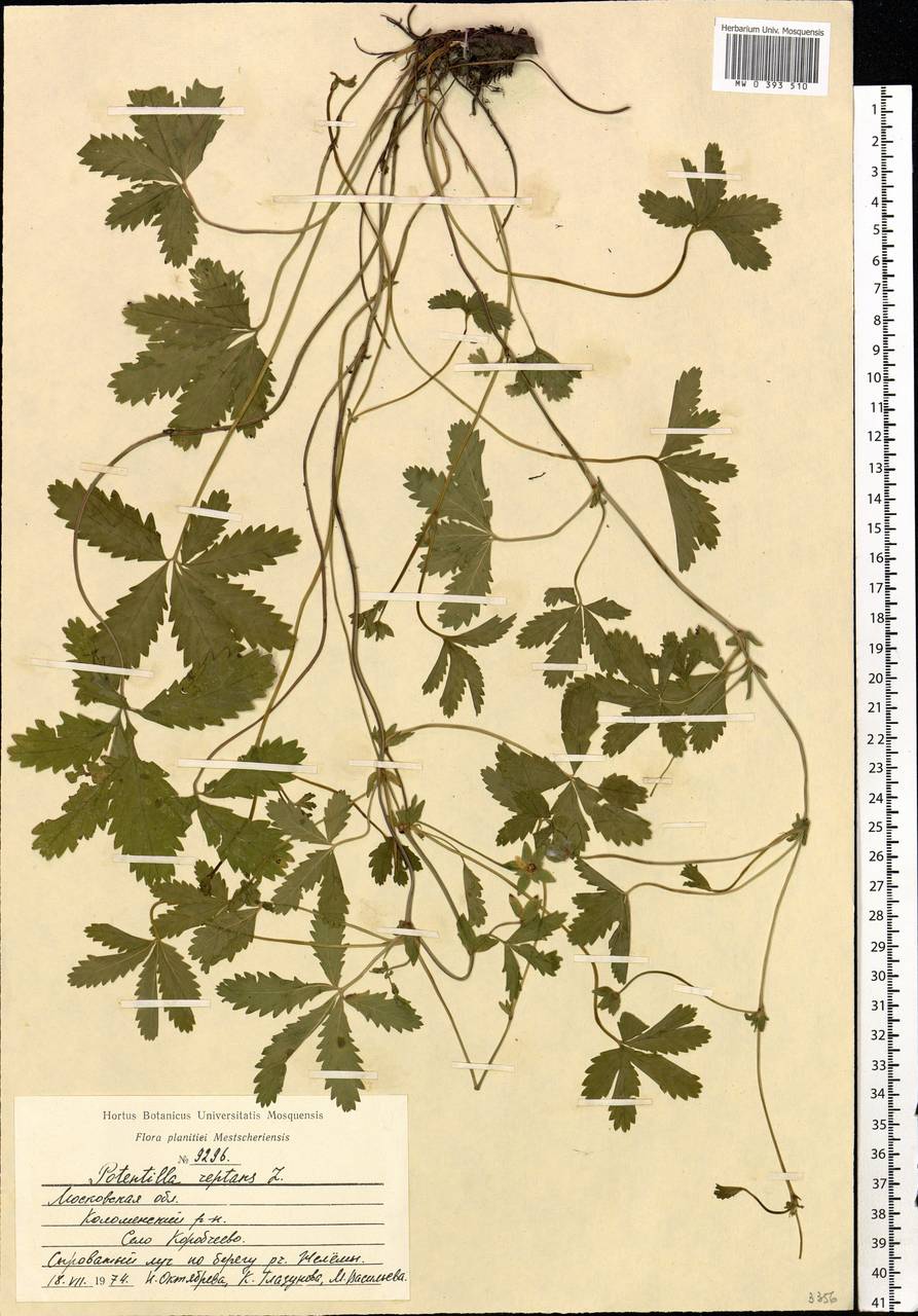 Potentilla reptans L., Eastern Europe, Moscow region (E4a) (Russia)