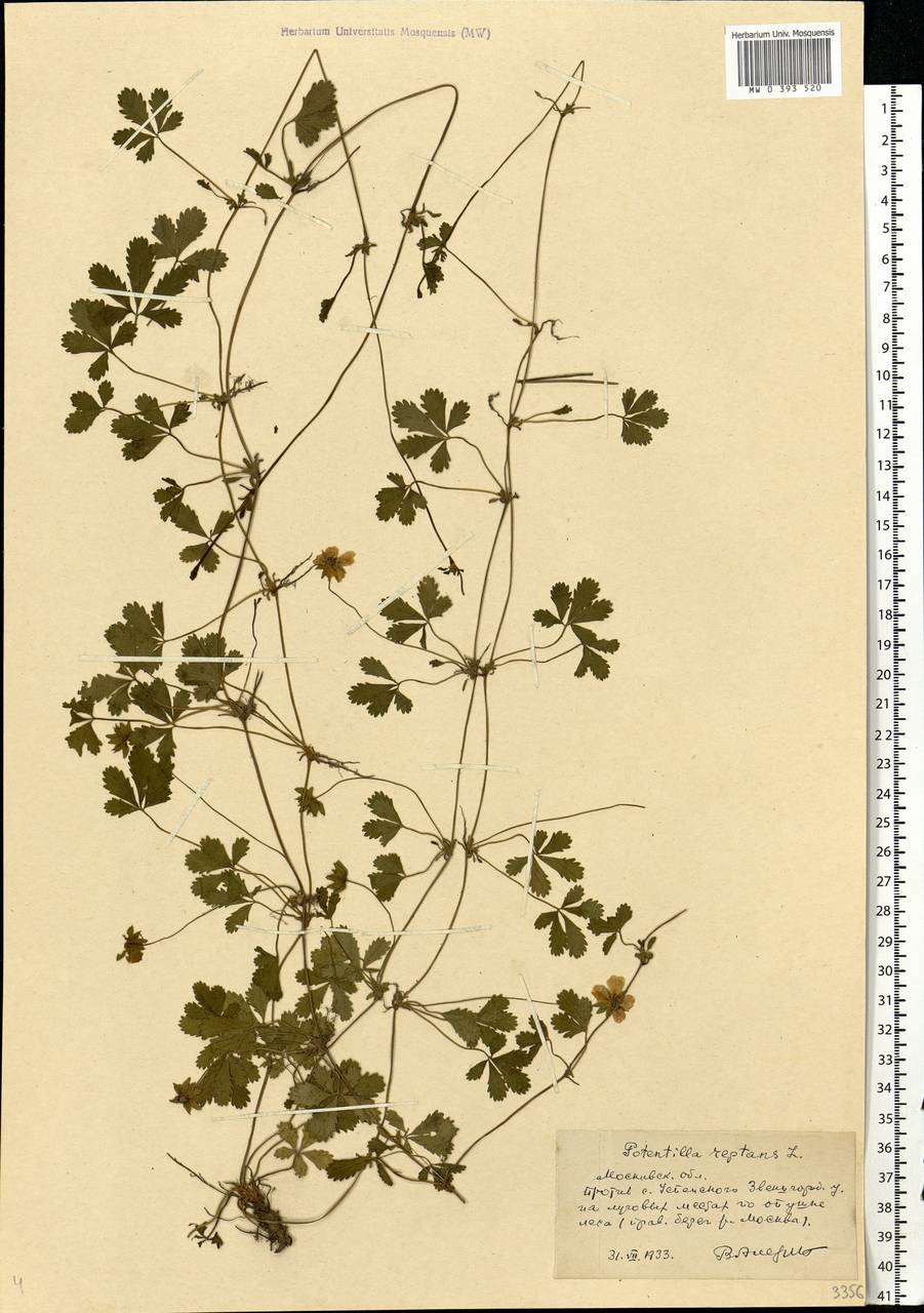 Potentilla reptans L., Eastern Europe, Moscow region (E4a) (Russia)