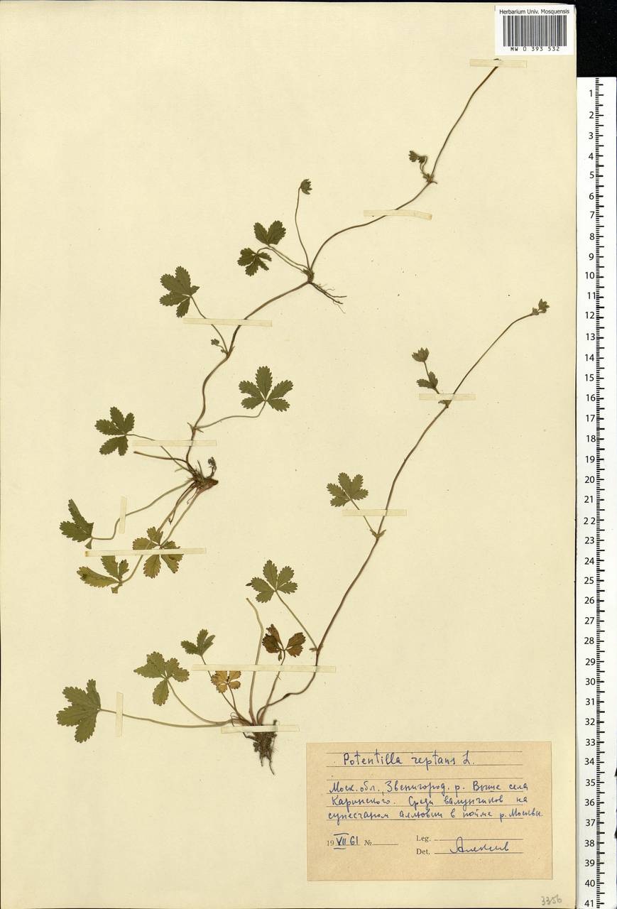 Potentilla reptans L., Eastern Europe, Moscow region (E4a) (Russia)