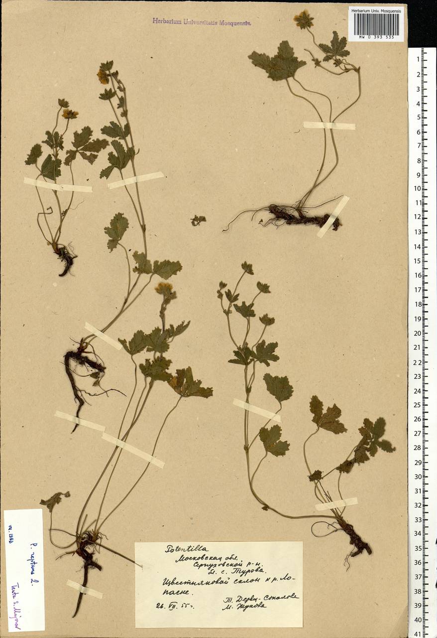Potentilla reptans L., Eastern Europe, Moscow region (E4a) (Russia)