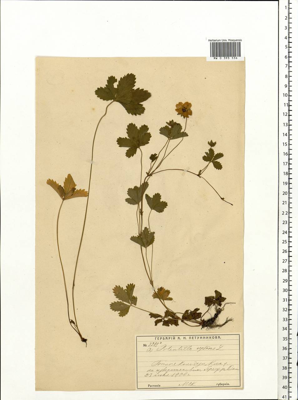 Potentilla reptans L., Eastern Europe, Moscow region (E4a) (Russia)