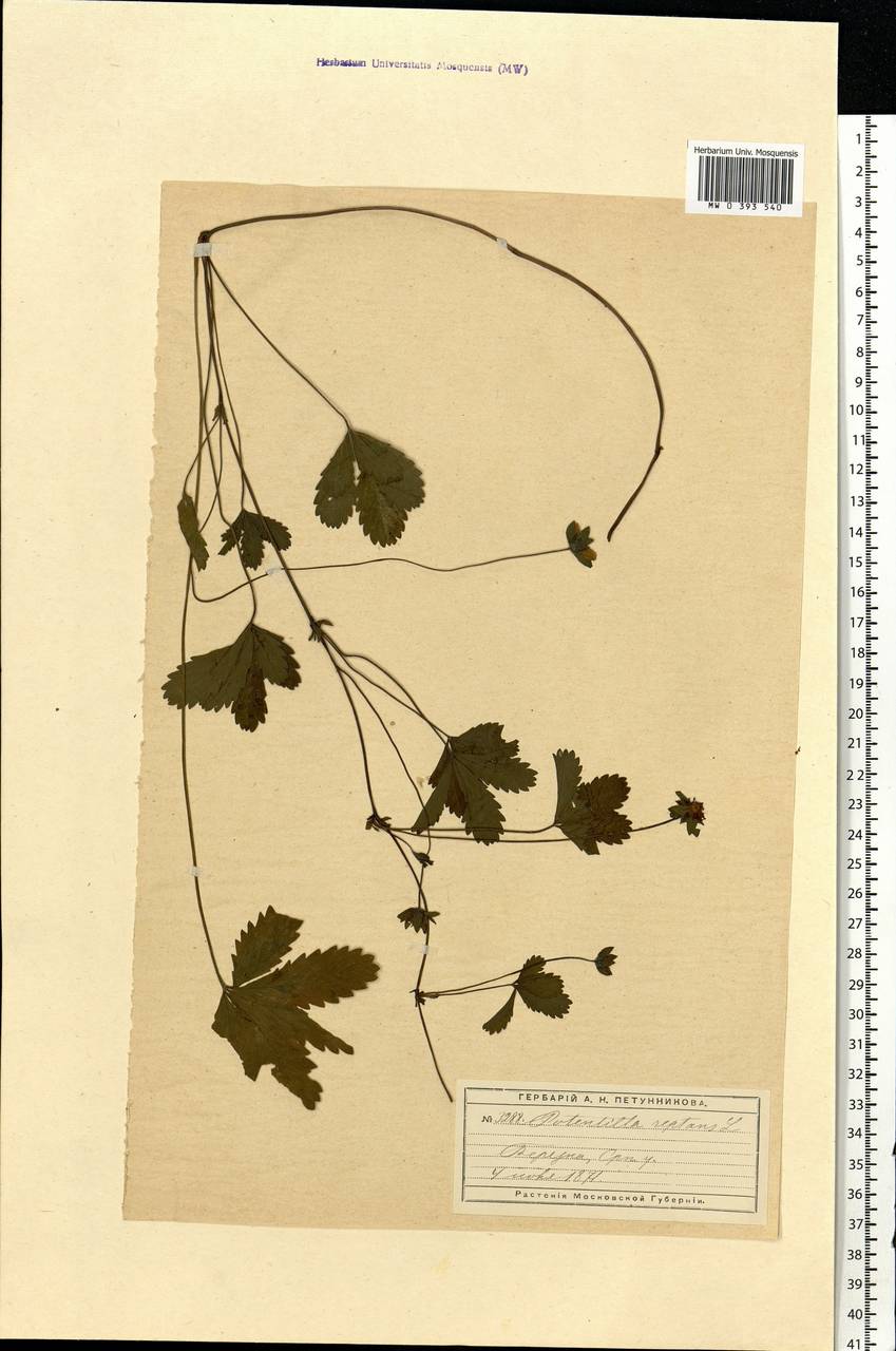 Potentilla reptans L., Eastern Europe, Moscow region (E4a) (Russia)