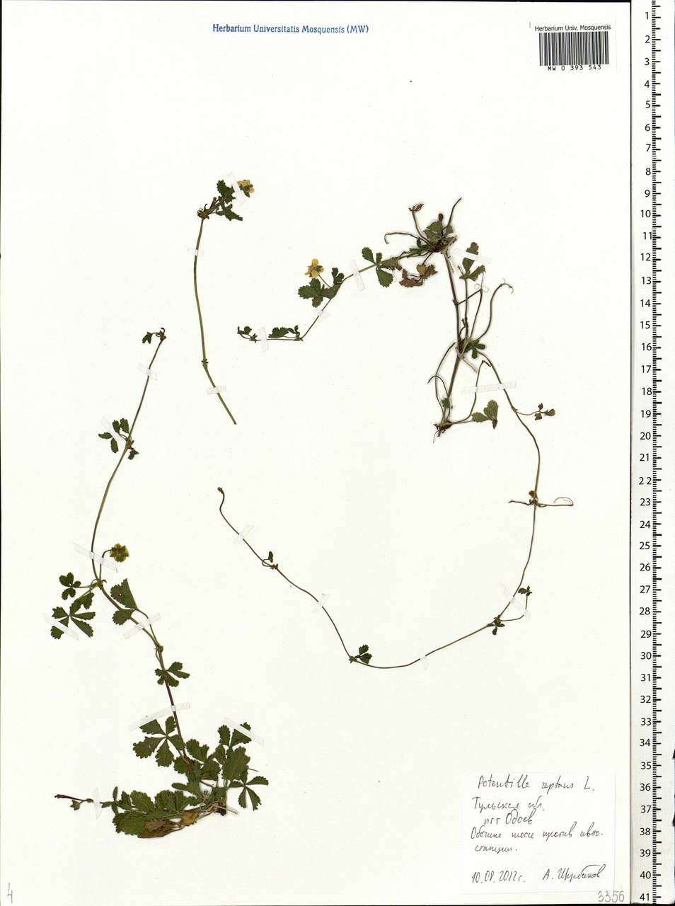 Potentilla reptans L., Eastern Europe, Central region (E4) (Russia)