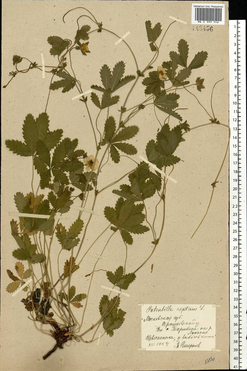 Potentilla reptans L., Eastern Europe, Moscow region (E4a) (Russia)