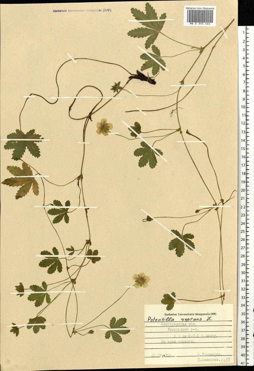 Potentilla reptans L., Eastern Europe, Central forest-and-steppe region (E6) (Russia)