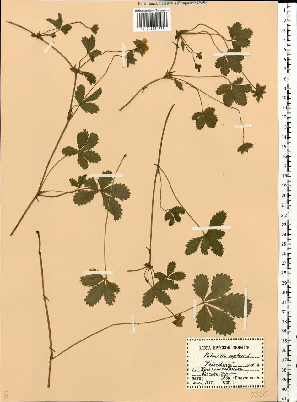 Potentilla reptans L., Eastern Europe, Central forest-and-steppe region (E6) (Russia)