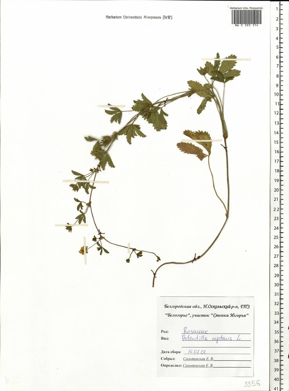 Potentilla reptans L., Eastern Europe, Central forest-and-steppe region (E6) (Russia)