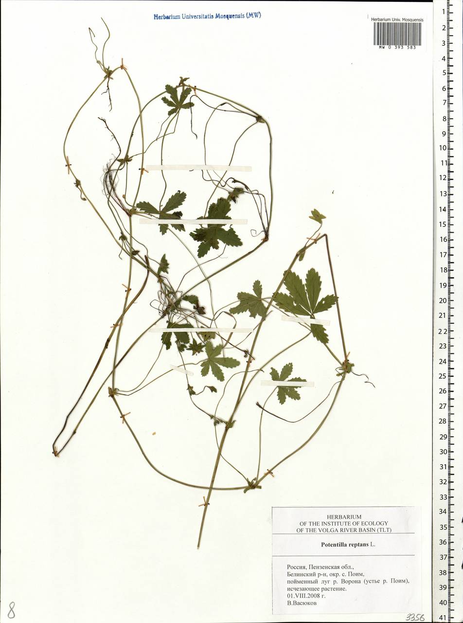 Potentilla reptans L., Eastern Europe, Middle Volga region (E8) (Russia)