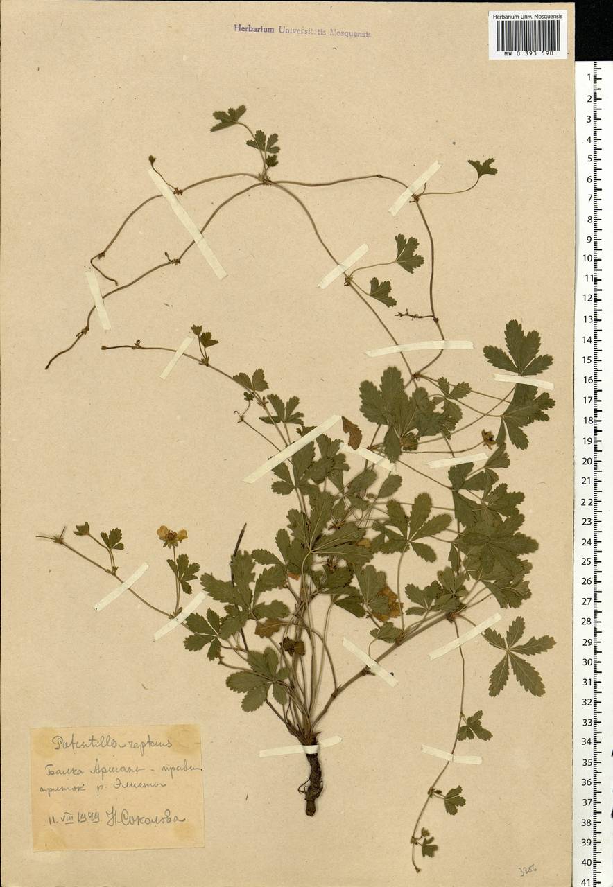 Potentilla reptans L., Eastern Europe, Lower Volga region (E9) (Russia)