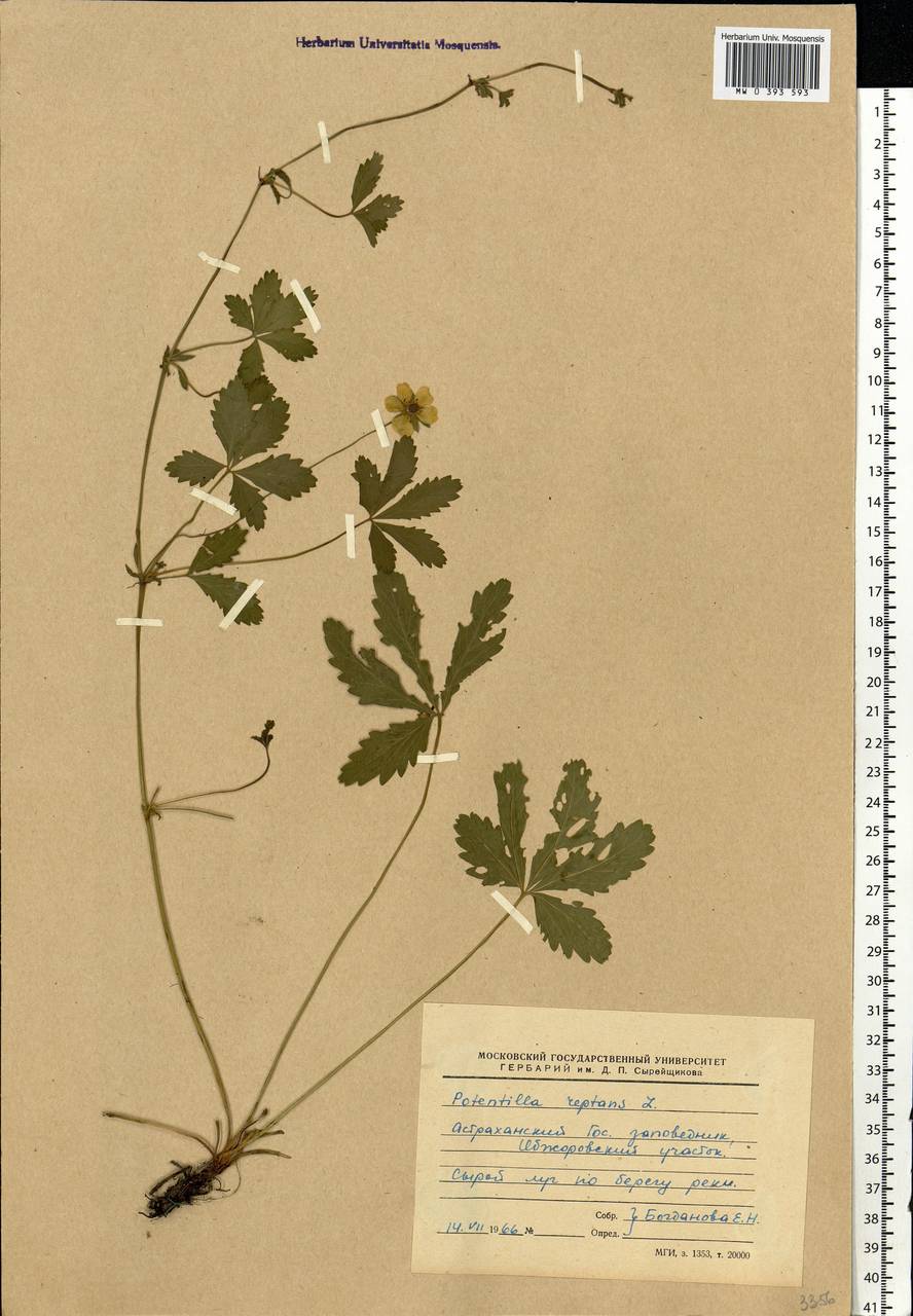 Potentilla reptans L., Eastern Europe, Lower Volga region (E9) (Russia)