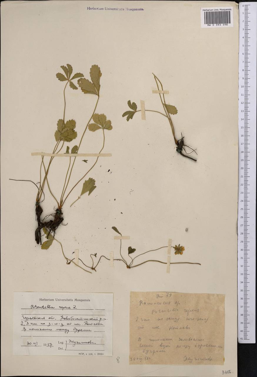Potentilla reptans L., Middle Asia, Caspian Ustyurt & Northern Aralia (M8) (Kazakhstan)
