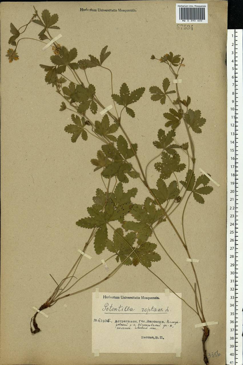 Potentilla reptans L., Eastern Europe, Lower Volga region (E9) (Russia)