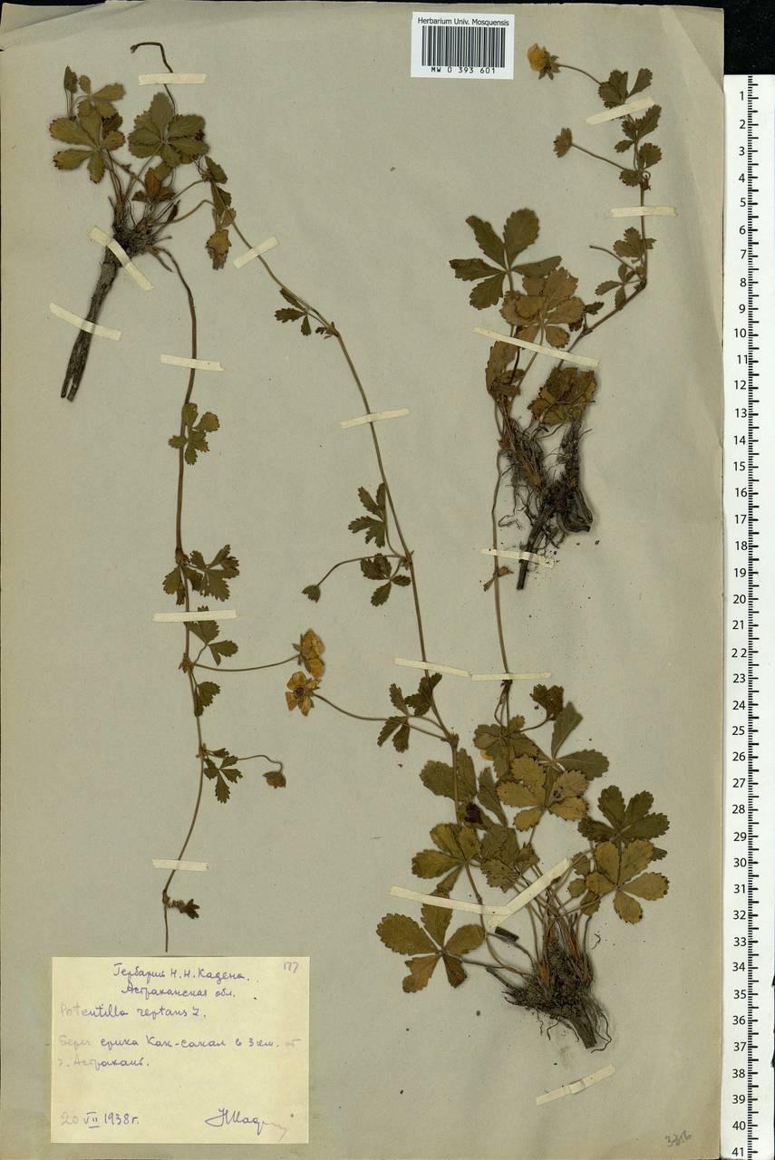 Potentilla reptans L., Eastern Europe, Lower Volga region (E9) (Russia)