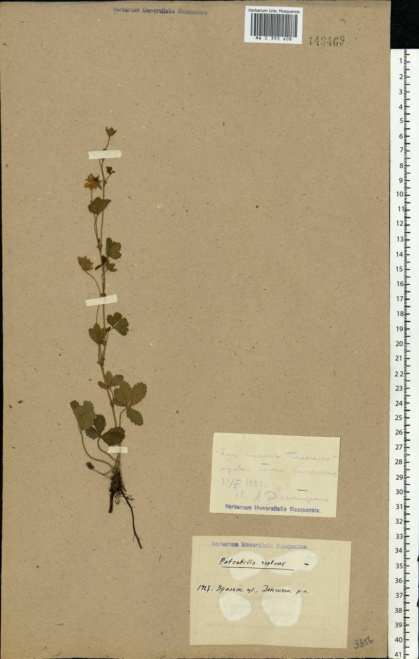 Potentilla reptans L., Middle Asia, Caspian Ustyurt & Northern Aralia (M8) (Kazakhstan)