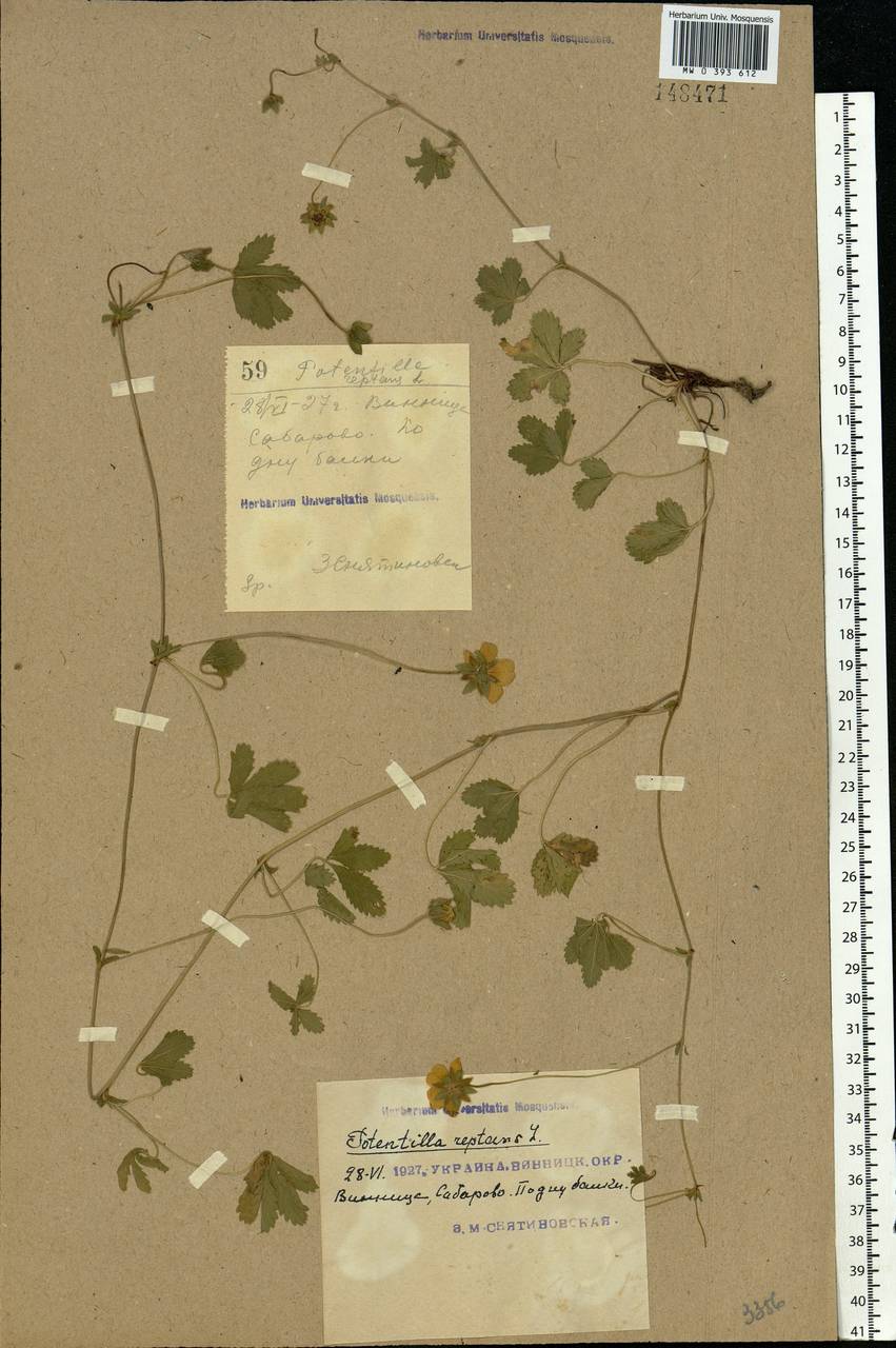 Potentilla reptans L., Eastern Europe, South Ukrainian region (E12) (Ukraine)
