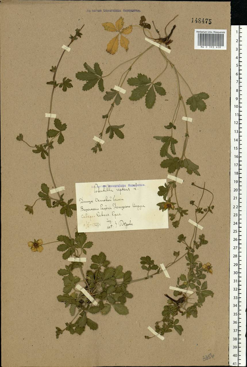Potentilla reptans L., Eastern Europe, Rostov Oblast (E12a) (Russia)