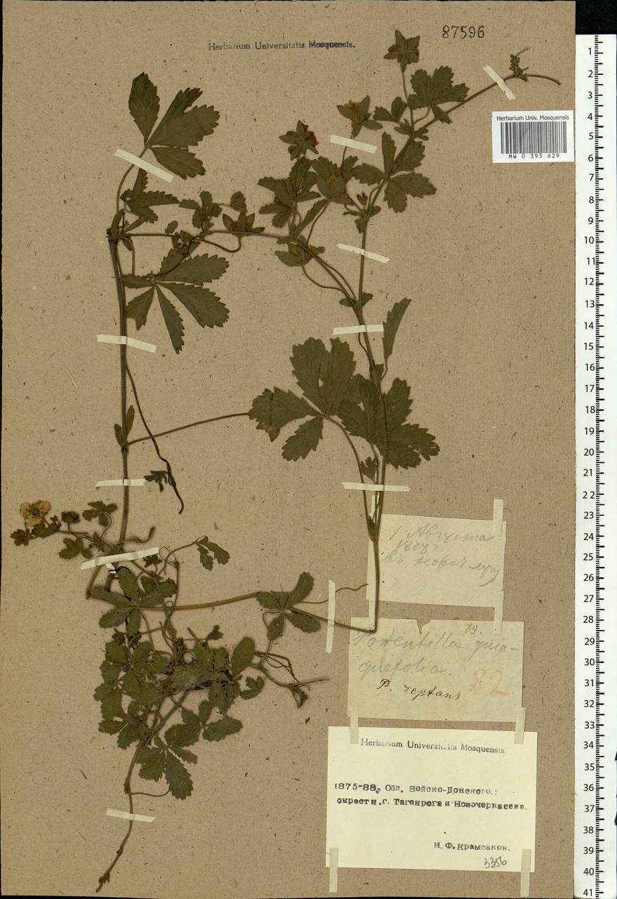 Potentilla reptans L., Eastern Europe, Rostov Oblast (E12a) (Russia)