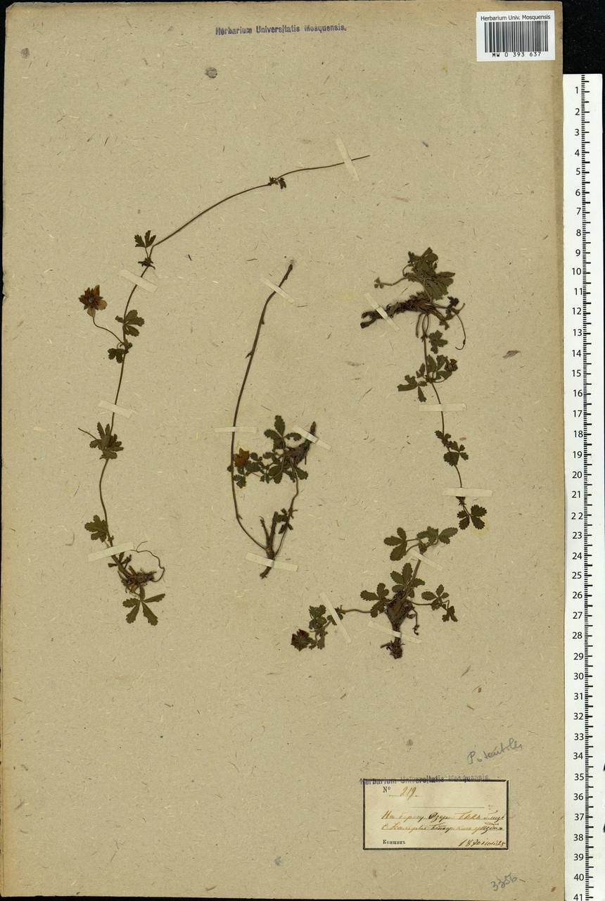 Potentilla reptans L., Eastern Europe, Moldova (E13a) (Moldova)