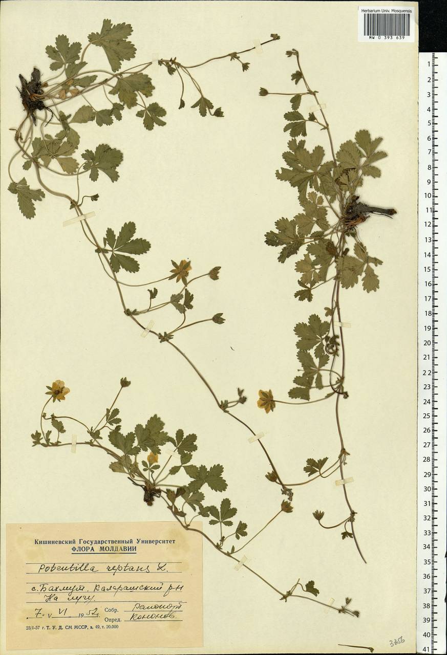 Potentilla reptans L., Eastern Europe, Moldova (E13a) (Moldova)