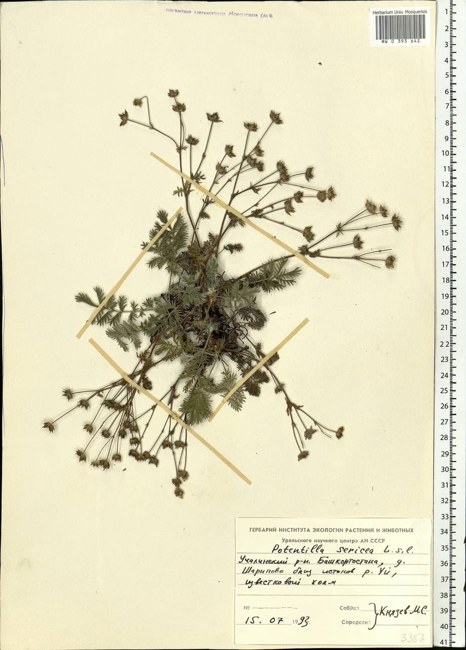 Potentilla sericea L., Eastern Europe, Eastern region (E10) (Russia)
