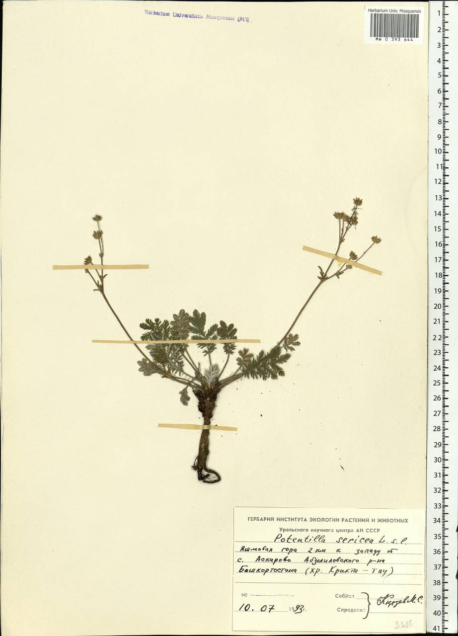 Potentilla sericea L., Eastern Europe, Eastern region (E10) (Russia)