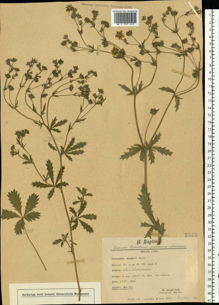 Potentilla skofitzii, Eastern Europe, West Ukrainian region (E13) (Ukraine)