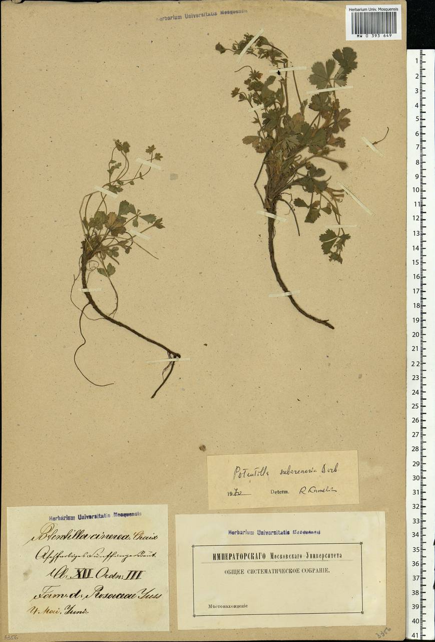 Potentilla ×subarenaria Borbás ex Zimmeter, Eastern Europe, Latvia (E2b) (Latvia)
