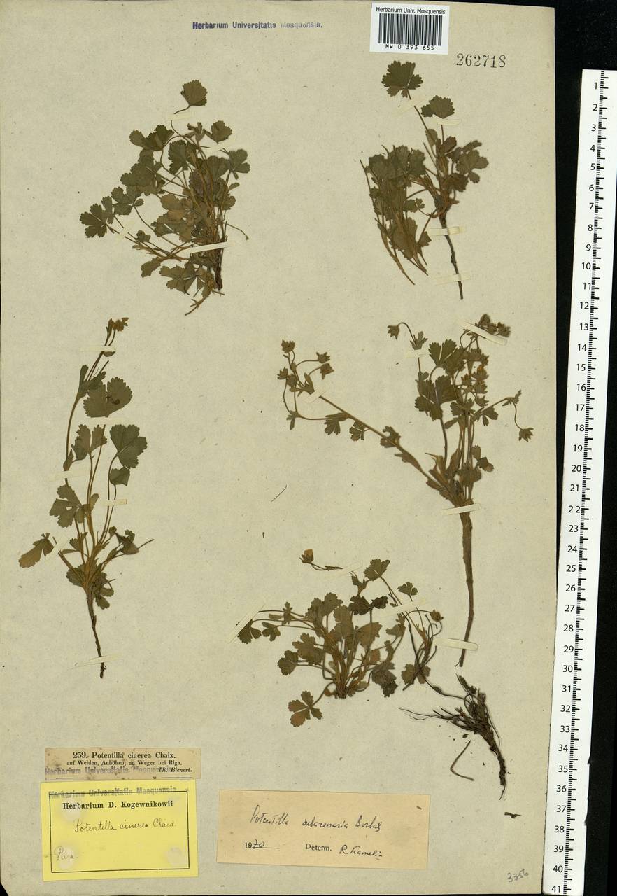 Potentilla ×subarenaria Borbás ex Zimmeter, Eastern Europe, Latvia (E2b) (Latvia)