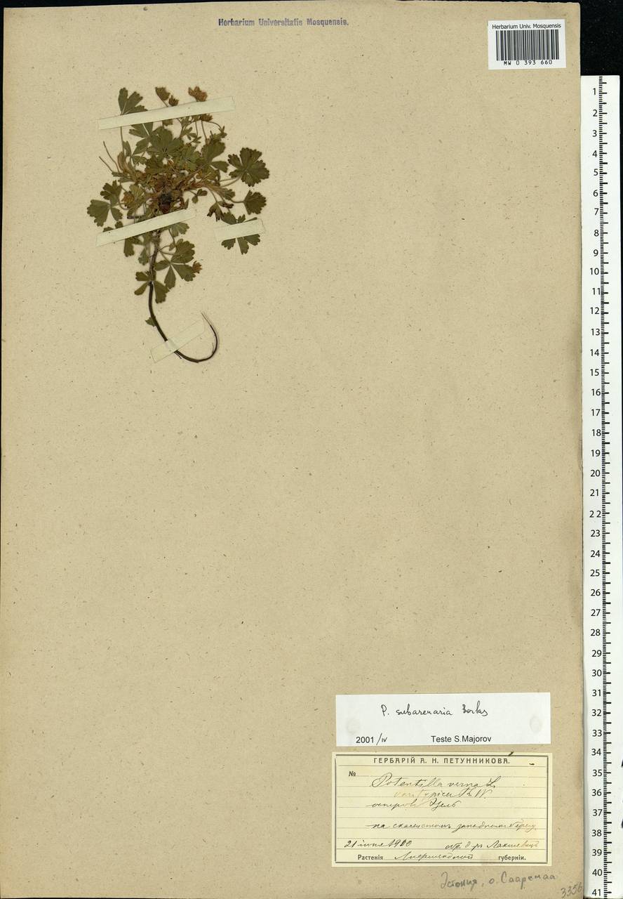 Potentilla ×subarenaria Borbás ex Zimmeter, Eastern Europe, Estonia (E2c) (Estonia)