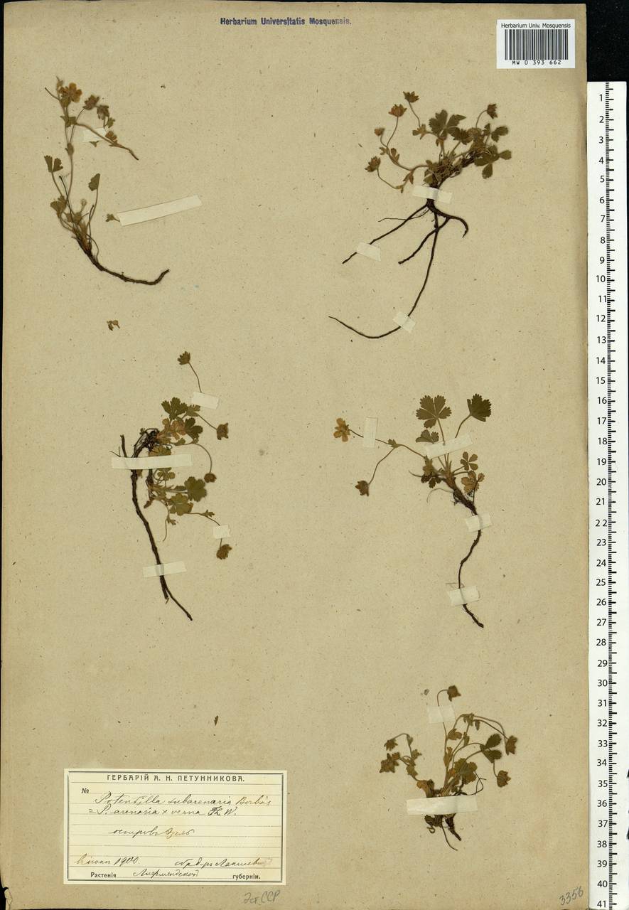 Potentilla ×subarenaria Borbás ex Zimmeter, Eastern Europe, Estonia (E2c) (Estonia)