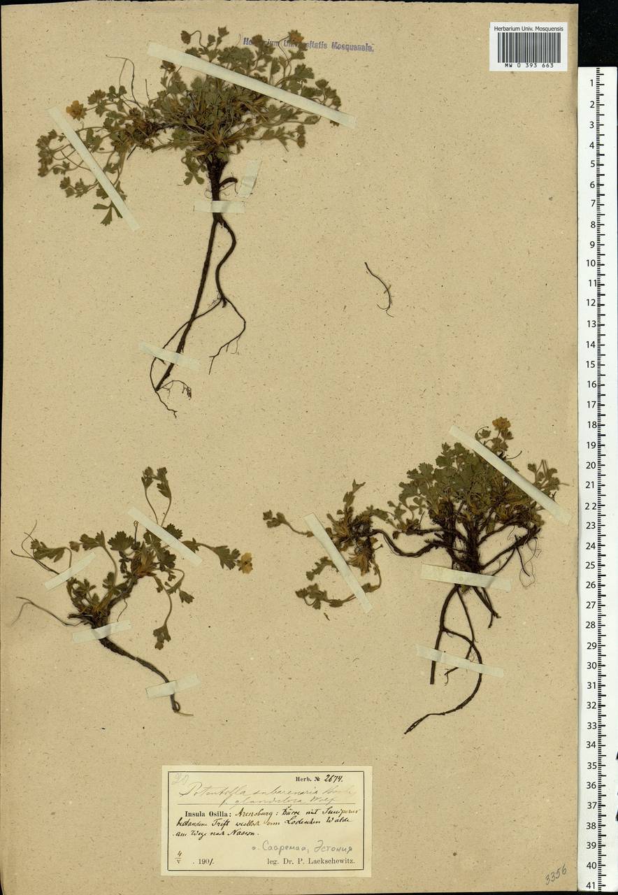 Potentilla ×subarenaria Borbás ex Zimmeter, Eastern Europe, Estonia (E2c) (Estonia)