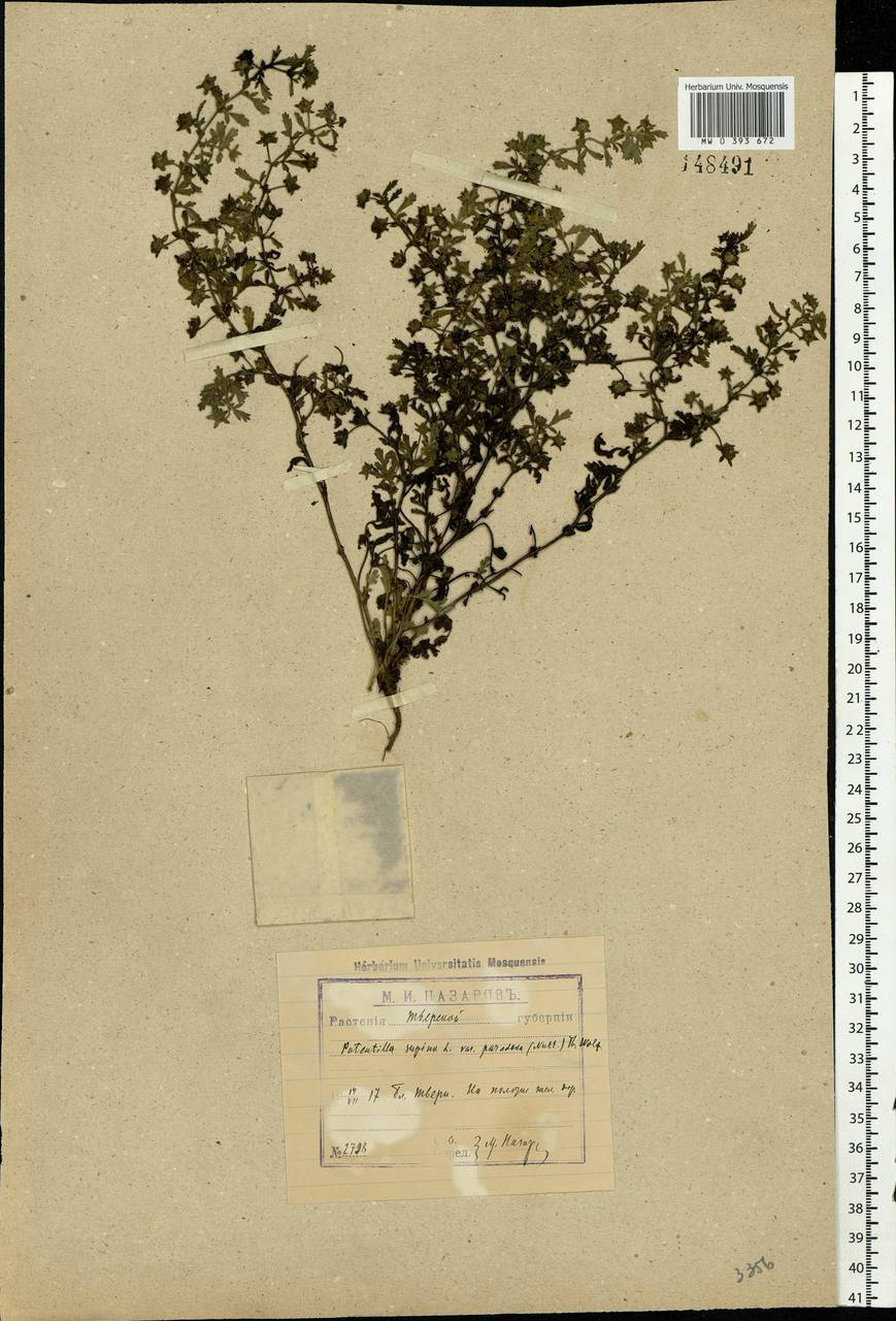 Potentilla supina L., Eastern Europe, North-Western region (E2) (Russia)