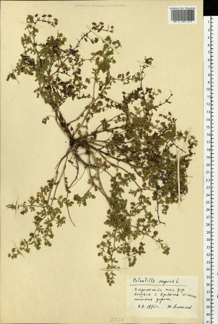 Potentilla supina L., Eastern Europe, Western region (E3) (Russia)