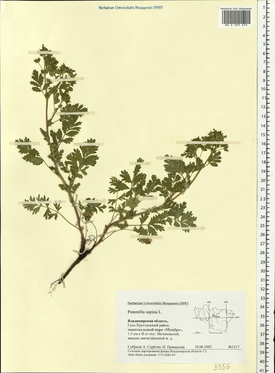 Potentilla supina L., Eastern Europe, Central region (E4) (Russia)
