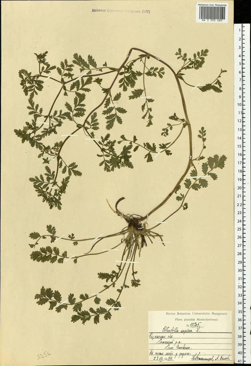 Potentilla supina L., Eastern Europe, Central region (E4) (Russia)