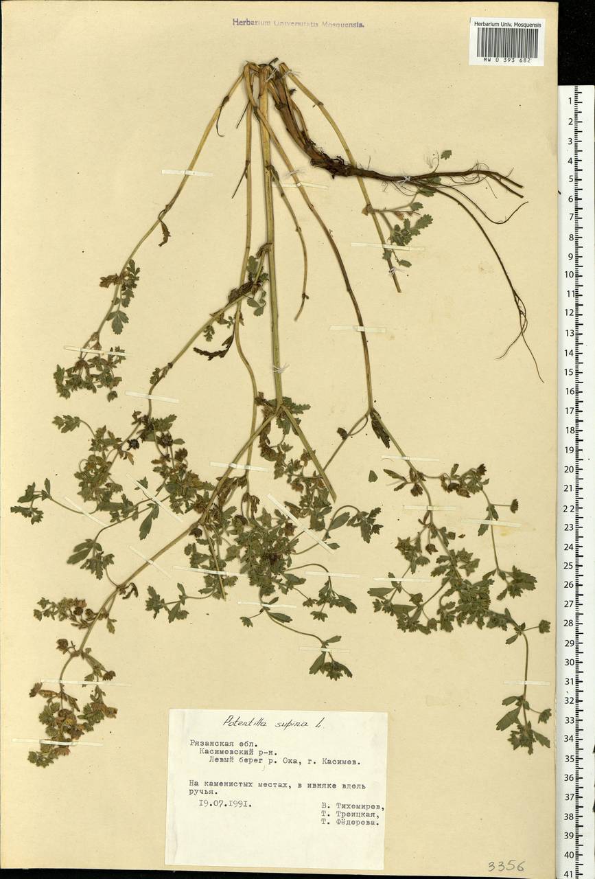 Potentilla supina L., Eastern Europe, Central region (E4) (Russia)
