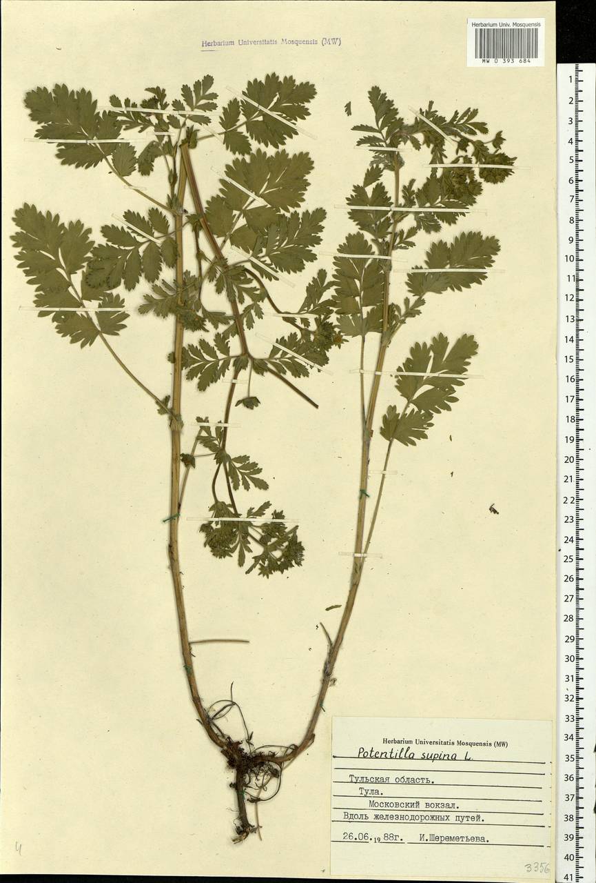 Potentilla supina L., Eastern Europe, Central region (E4) (Russia)