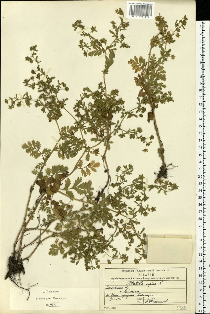 Potentilla supina L., Eastern Europe, Moscow region (E4a) (Russia)