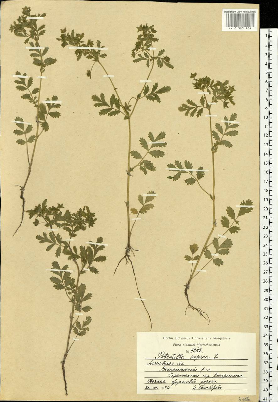 Potentilla supina L., Eastern Europe, Moscow region (E4a) (Russia)
