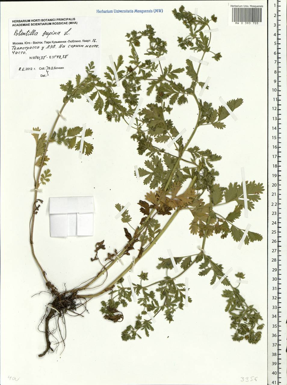 Potentilla supina L., Eastern Europe, Moscow region (E4a) (Russia)